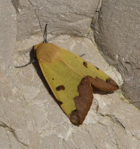 Réf. 226 913 : Ophiusa tirhaca